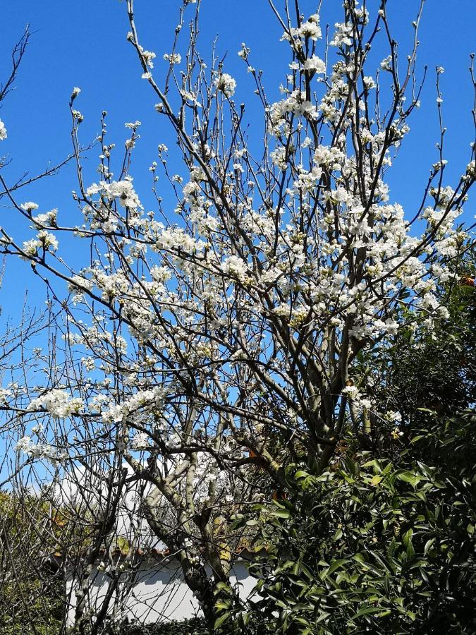 Appartamento In Villa Con Giardino Vicino Al Mare Bella Farnia Eksteriør bilde